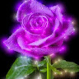Meet your Posher, Rosa